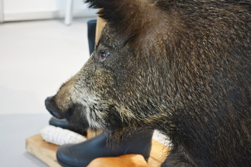 Wildschwein: Leihgabe der Landesjägerschaft Oldenburg