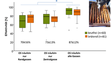 Effektivität unterschiedlicher Behandlungsverfahren in brutfreien und brütenden Bienenvölkern. Oxalsäure nur in Randgassen träufeln: Effektivität 70±16 %. Oxalsäure nur in Zentralgasse träufeln: 73±13 %. Oxalsäure in alle Gassen träufeln: 87