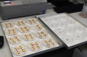 Untersuchung auf Rinder-Leukose mittels Agargel-Immun-Diffusionstest