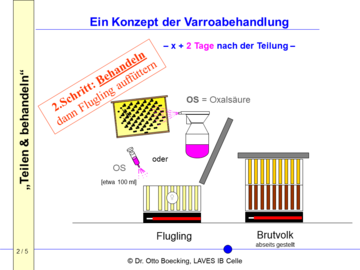 Teilen & behandeln - ein Konzept zur Varroabehandlung, Schritt 2: Behandeln, dann Flugling auffüttern (genaue Beschreibung im Artikeltext)