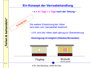 Teilen & behandeln - ein Konzept zur Varroabehandlung, Schritt 4: am Tag X + 21 Tage + X Tage (genaue Beschreibung im Artikeltext)