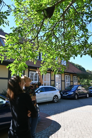 Institutsleiterin Dr. Gertje Petersen und Ministerin Miriam Staudte stehen unter einem Baum und schauen hoch zu einem Bienenstock, der in einer Astgabel angelegt wurde.