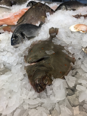 Im Institut für Fisch und Fischereizeugnisse Cuxhaven ist ein Eisbett präpariert, auf dem viele verschiedene Fisch- und Muschelarten liegen, hier zu sehen eine Scholle.