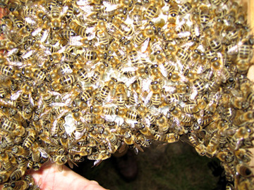 Bienen auf der Wabe eines Begattungskästchens