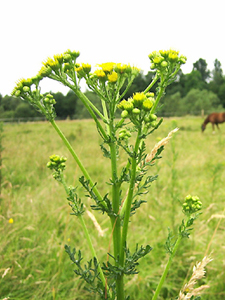 Jakobskreuzkraut (Senecio jacobaea)