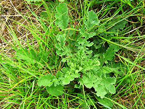 Blattrosette des Jakobskreuzkrautes (Senecio jacobaea)