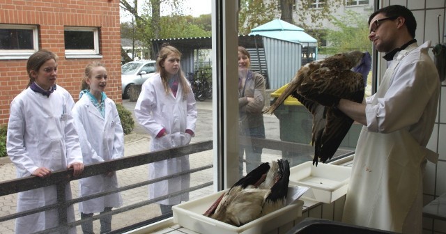 Schülerinnen beobachten Sektion eines Greifvogels durch eine Glasscheibe