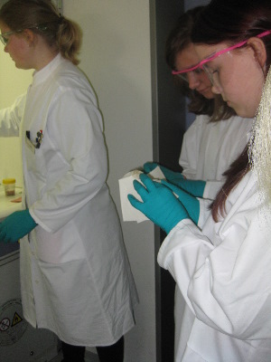 Die Schülerinnen und Schüler bei Versuchen im Labor