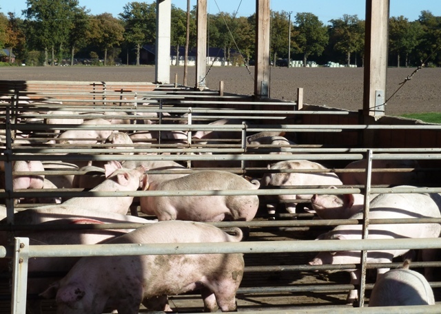 Schweine im Außenauslauf