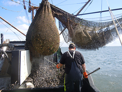 Ernte von Miesmuscheln (Mytilus edulis) im Wattenmeer