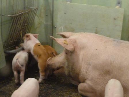 Als Beschäftigungsmaterial werden zusätzlich zu den Sägespänen oft Heu oder Grassilage verwendet. Sau und Ferkel können sich gemeinsam damit beschäftigen.