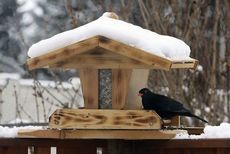 Amsel im Vogelhaus - ©Margit Power - Fotolia.com