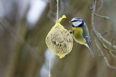 Meise mit Meisenknödel - ©Michael Fritzen - Fotolia.com