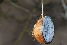 Selbstgemachtes Vogelfutter in Kokosnussschale- ©taviphoto - Fotolia.com