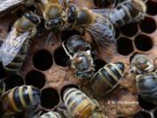 Varroamilben auf Biene