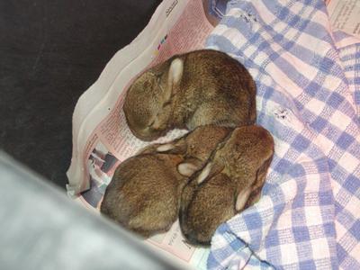 Kaninchen in Wildtier-Auffangstation