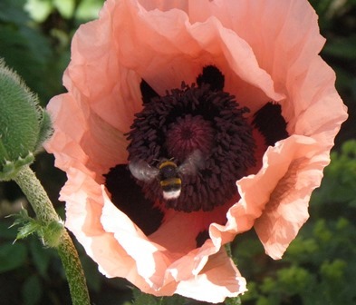 Hummel am Mohn