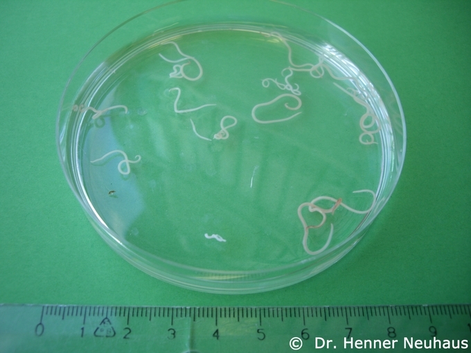 Bei der Sichtkontrolle/Durchleuchtung isolierte Nematodenlarven aus mehreren Kabeljaufilets.