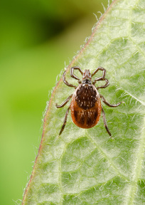 Zecke auf Blatt