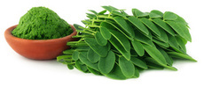 Moringa-Blätter und -Pulver