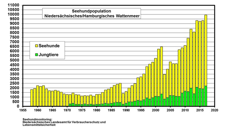 Grafik Säulendiagramm der Seehund- und Jungtierpopulation von 1958 bis 2017