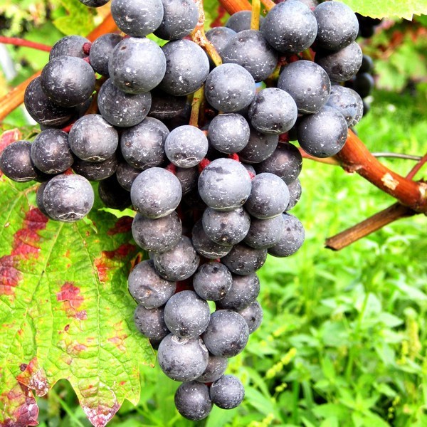 Weintrauben mit sichtbarem Rückstand (weißer Belag) nach Pestizidanwendung.