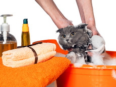 Tiershampoo Katze