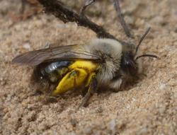 Weiden-Sandbiene (Andrena vaga)