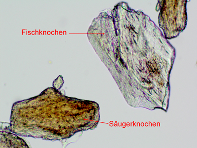 Fisch- und Säugerknochen