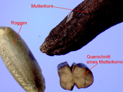 Roggen und Mutterkorn