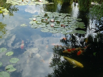 Gartenteich mit Kois