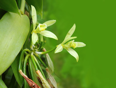 Vanillepflanze mit Blüten