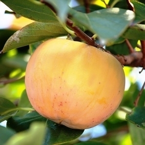 Kaki-/Sharonfrucht am Baum