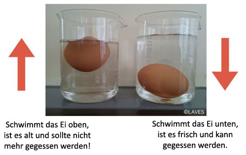 2 Gläser mit Wasser gefüllt, im linken schwimmt ein Ei an der Oberfläche, im rechten liegt ein Ei am Boden. Dazu der Text: Scwimmt das Ei oben, ist es alt, es sollte nicht mehr gegessen werden! Schwimmt das Ei unten ist es frisch, es kann gegessen wer