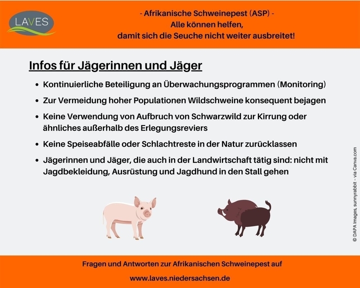 Infos für Jägerinnen und Jäger: Beteiligung an Monitoringprogrammen. Konsequente Bejagung von Wildschweinen. Schwarzwildaufbruch nur innerhalb des Erlegungsreviers zur Kirrung verwenden. Keine Speiseabfälle/Schlachtreste in Natur zurücklassen.