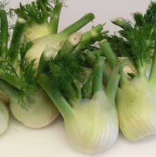 Gemüsefenchel (Knollenfenchel)