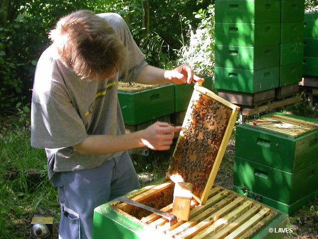 Ein Imker arbeitet ohne Schutzkleidung am Bienenvolk.