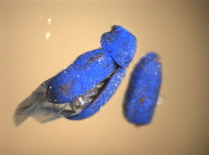 Auf Spurensuche im Fachbereich Schädlingsbekämpfung: ein knallblauer Käfer entpuppt sich als ordinärer Brotkäfer, der in einem Farbeimer gefallen war.