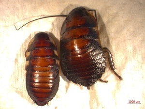 Auf Spurensuche im Fachbereich Schädlingsbekämpfung: ein fauchender Käfer stellt sich als Fauchschabe heraus.