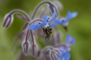 Borago (Borretsch)