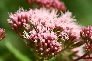 Eupatorium (Wasserdost)