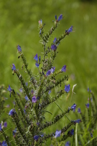 Echium (Natternkopf)