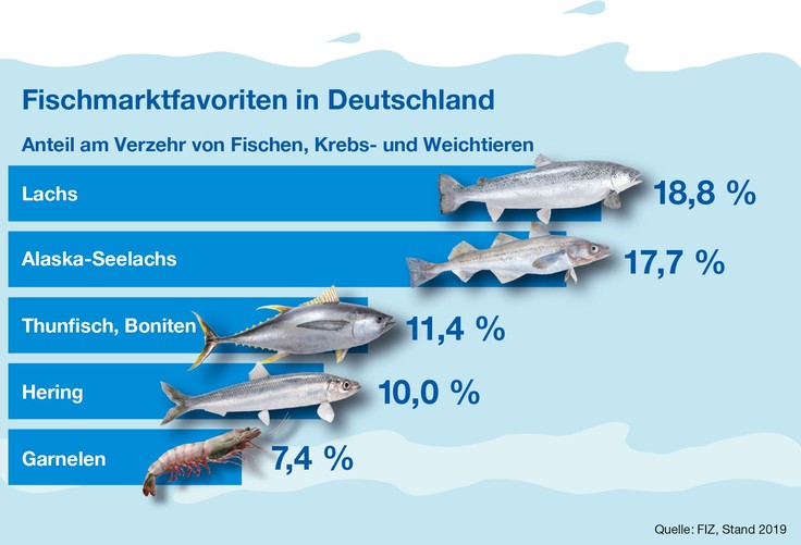 Fischmarktfavoriten in Deutschland - Anteil am Verzerhr von Fischen, Krebs- und Weichtieren: Lachs 18,8 Prozent, Alaska-Seelachs 17,7 Prozent, Thunfisch, Boniten 11,4 Prozent, Hering 10,0 Prozent, Garnelen 7,4 Prozent (Quelle: FIZ, Stand 2019)