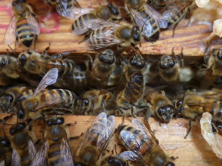 Bienen krabbeln im Bienenstocke zwischen zwei Zargen.
