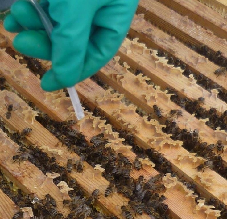 Blick in die Bienenbeute. Über den Zargen, zwischen denen viele Bienen krabbeln, hält eine Hand mit grünem Handschuh einen kleinen Schlauch.