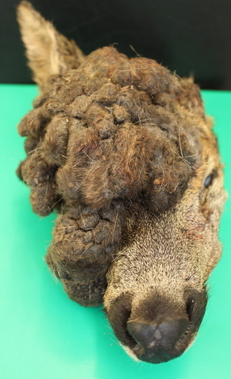 Kopf eines Damhirschs mit eine deutlich sichtbare Umfangsvermehrung oberhalb des rechten Auges von 13 x 12 x 7 cm Größe