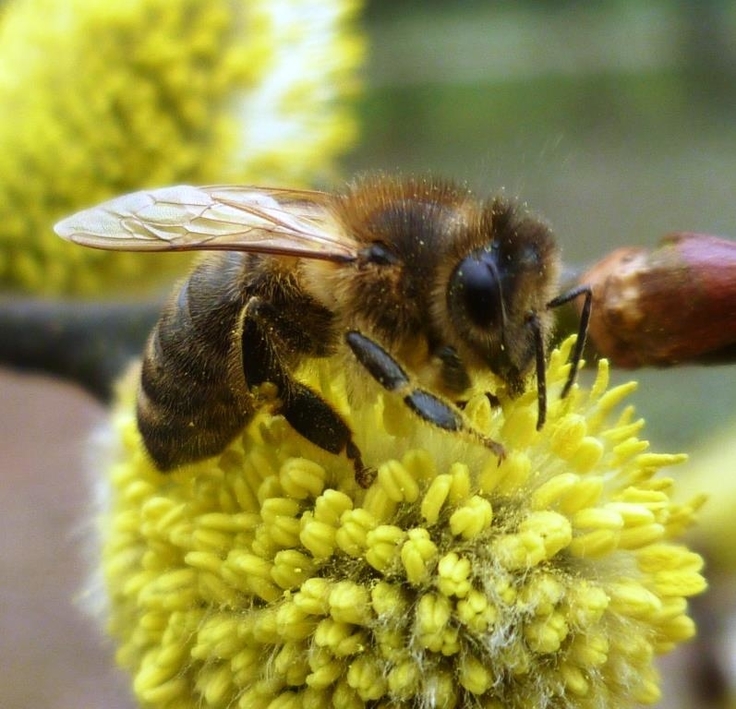 Honigbiene auf Salweidenblüte