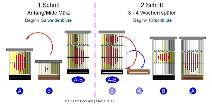 Die Grafik zeigt schematisch das im Text beschriebene Vorgehen beim "boostern" von schwachen Bienenvölkern.