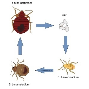 Die Bettwanze entwickelt aus einen Millimeter großen Eiern über fünf Larvenstadien zur adulten Bettwanze.