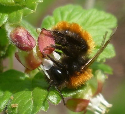 Rotpelzige Sandbiene (Andrena fulva)